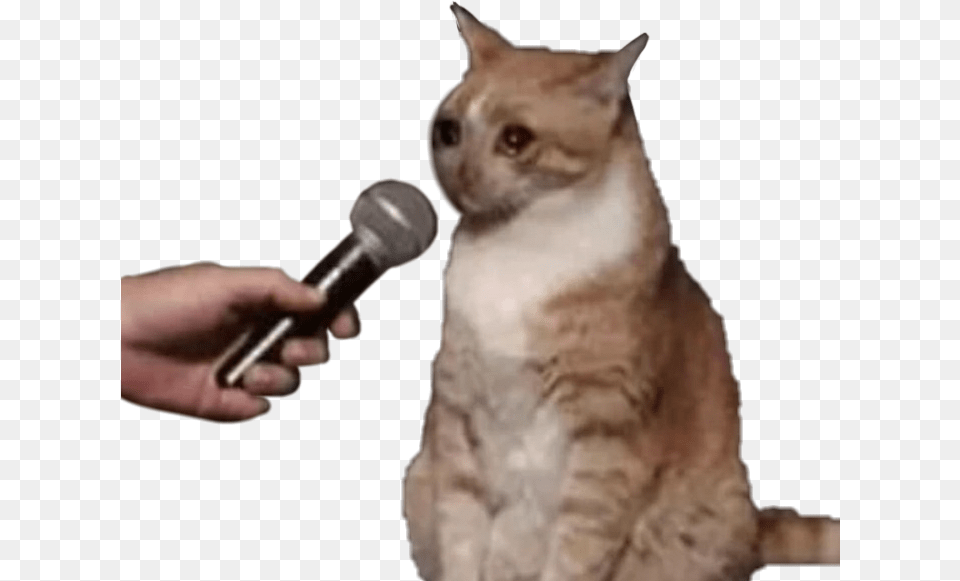 Cat Reaction Reactioncat Catreaction Cry Meme Meme, Electrical Device, Microphone, Animal, Mammal Free Png Download