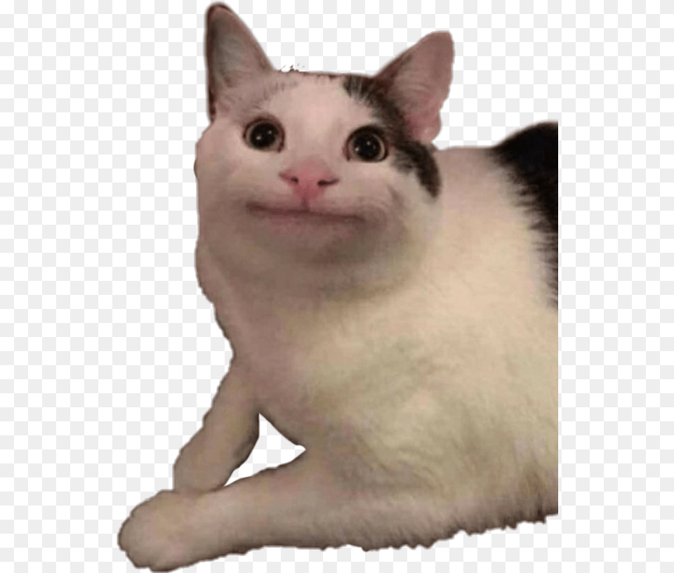 Cat Reaction Reactioncat Catreaction Meme Um Figurinhas Para Whatsapp, Animal, Mammal, Pet, Angora Png