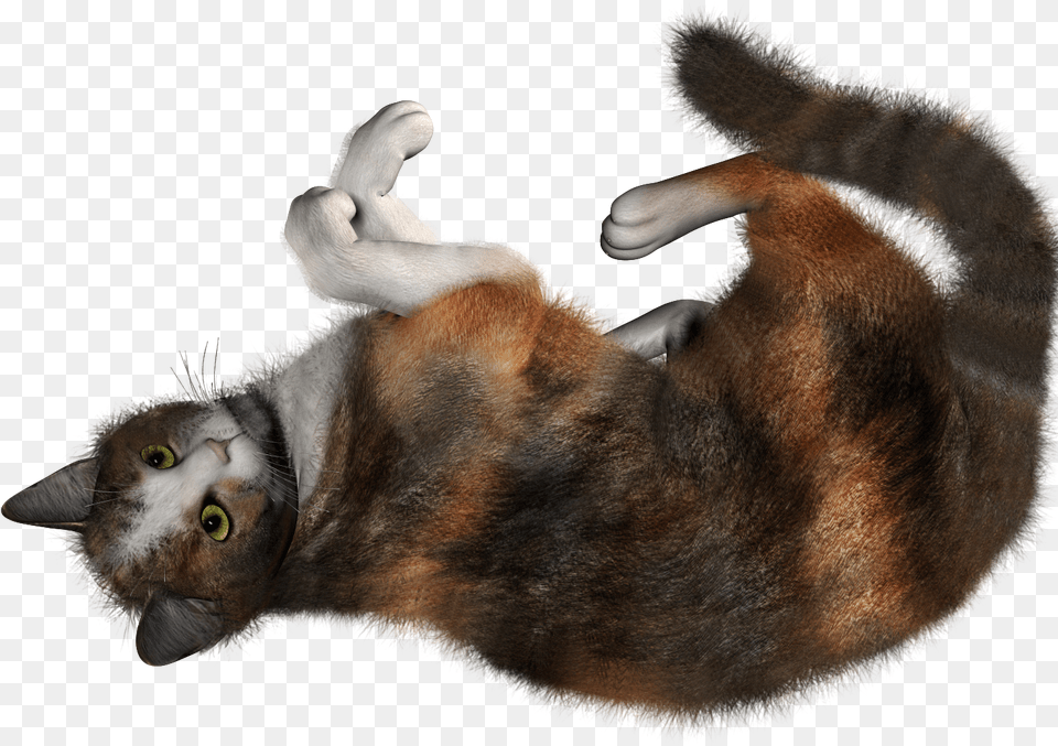 Cat Rolling, Animal, Mammal, Manx, Pet Free Png Download