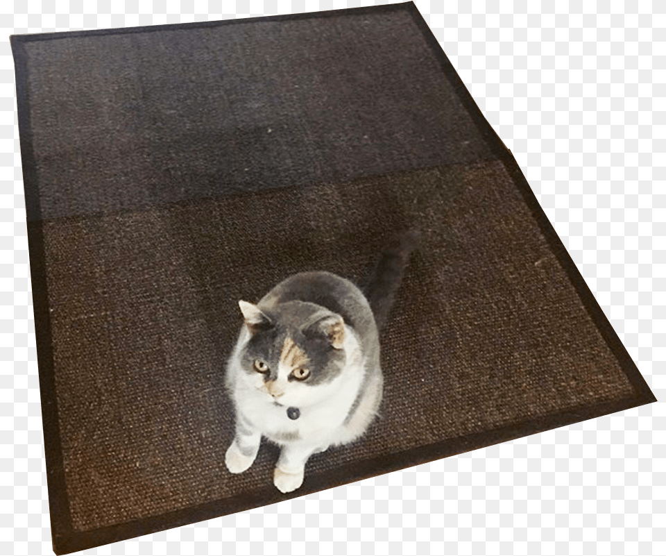 Cat Rug No Background Image Background Domestic Short Haired Cat, Home Decor, Animal, Mammal, Pet Free Transparent Png