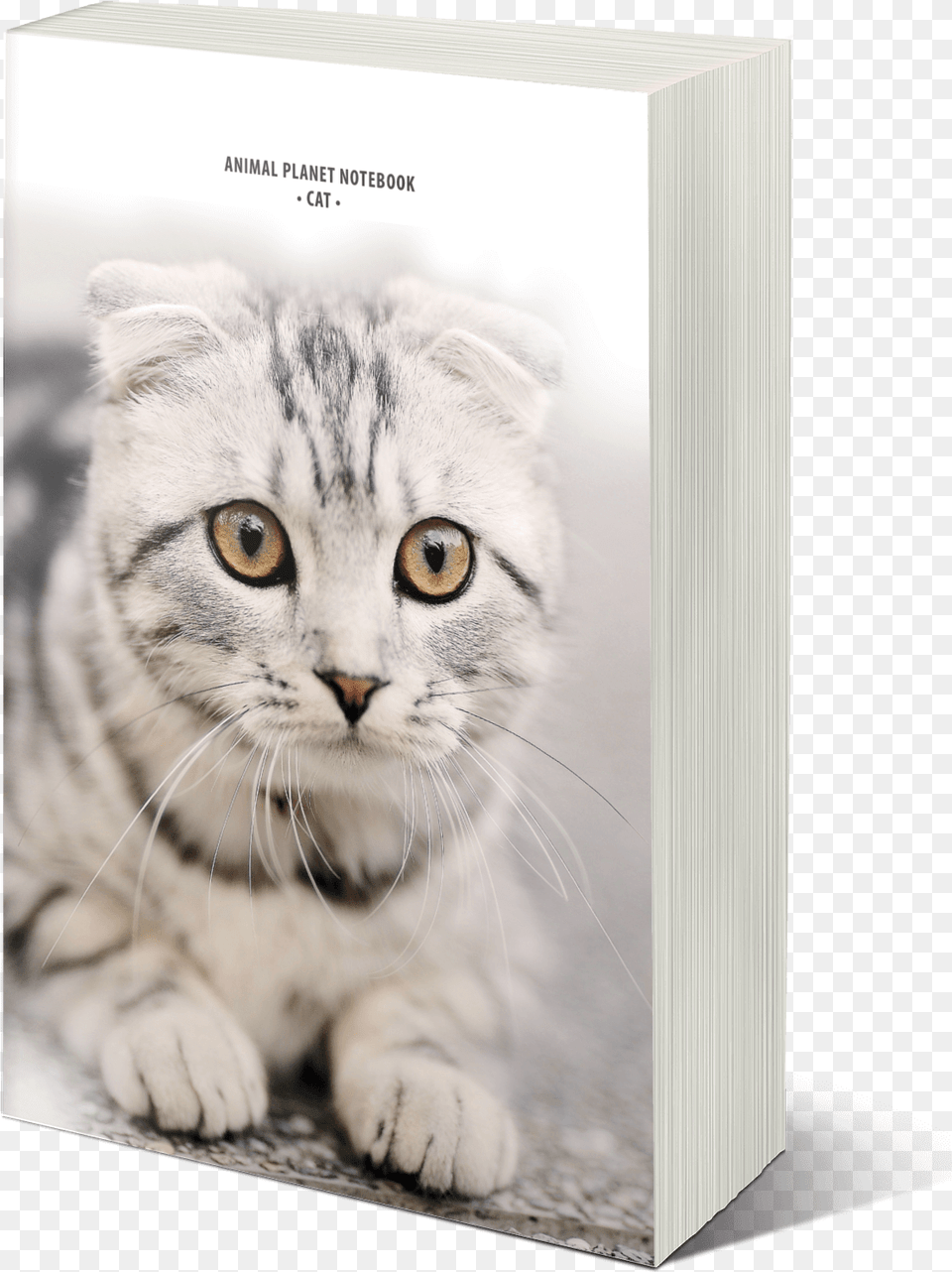Cat Sebaceous Cyst, Animal, Kitten, Mammal, Pet Png Image
