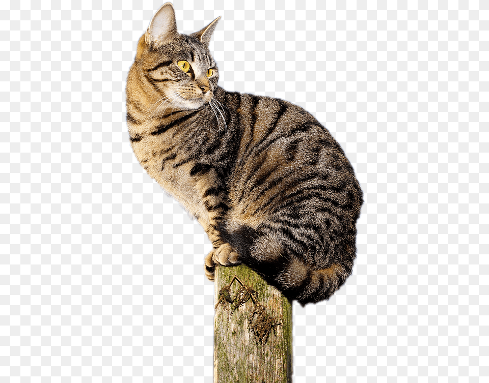Cat Sit Pet Animal Domestic Cat Nature View Pretty Cat Nature Photography, Mammal, Manx, Abyssinian Free Png Download