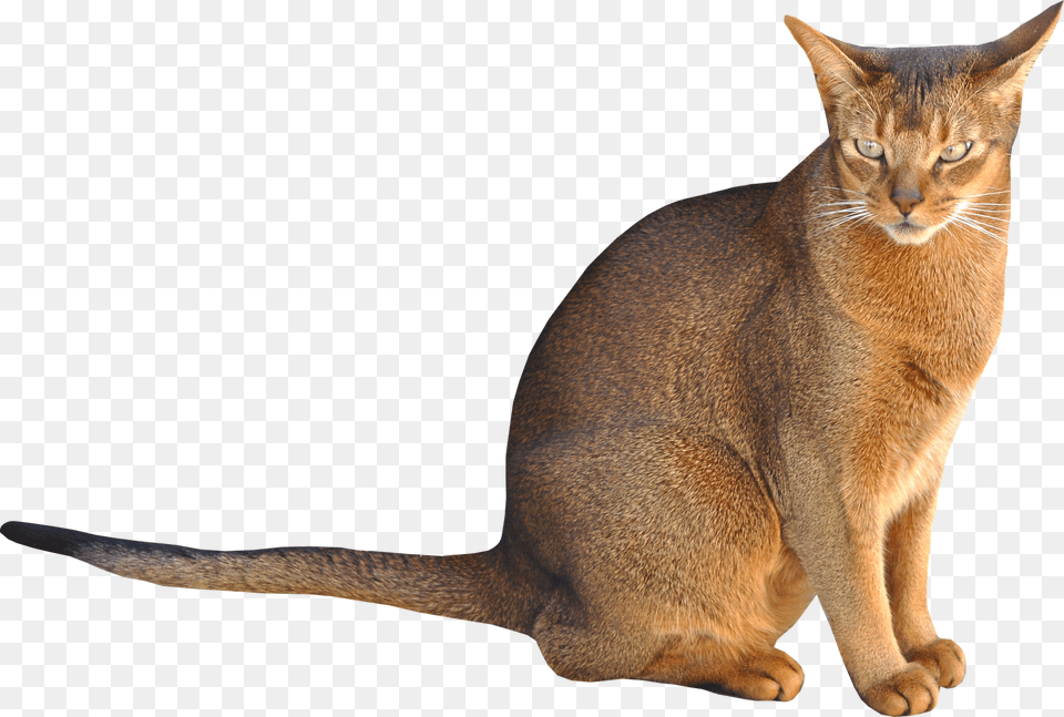Cat Sitting Background, Abyssinian, Animal, Mammal, Pet Free Png Download
