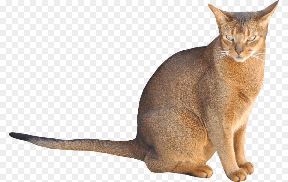 Cat Sitting Background, Abyssinian, Animal, Mammal, Pet Free Png