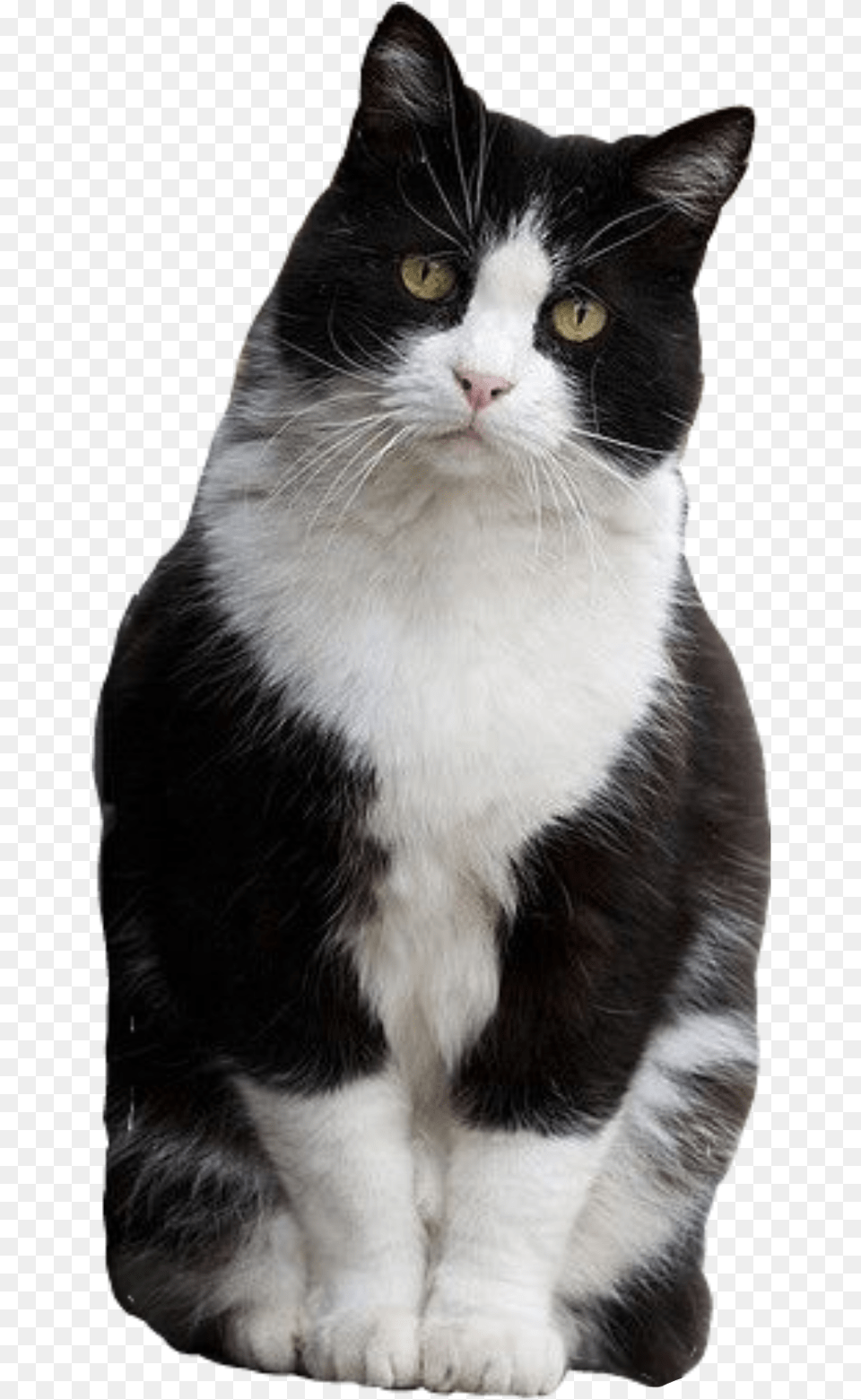 Cat Sitting Tuxedo Blackandwhite Cutoutphoto Gato Frajola, Animal, Mammal, Manx, Pet Free Png Download