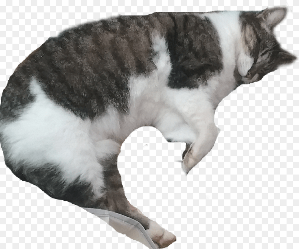 Cat Sleeping, Animal, Mammal, Manx, Pet Png Image