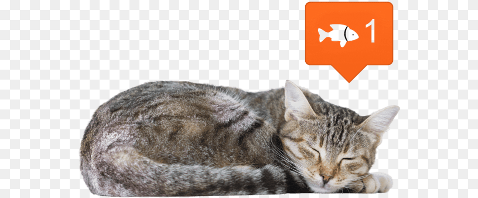 Cat Sleeping Side View, Animal, Mammal, Manx, Pet Free Png Download