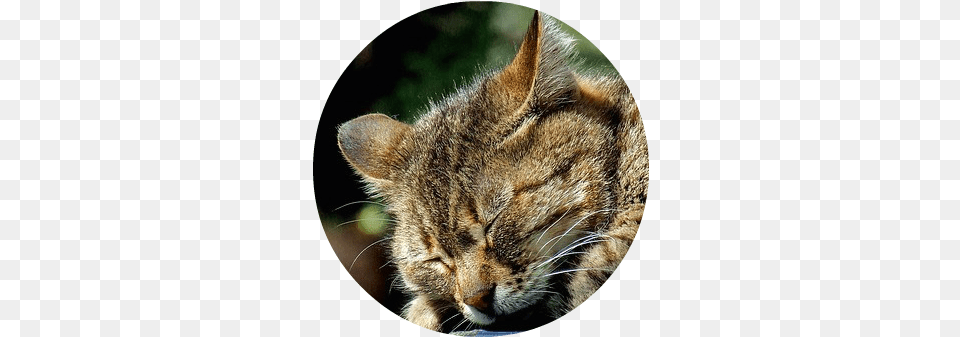 Cat Sleeps Outside Schneewittchen Katzen Kaffee Tasse Tasse, Photography, Fisheye, Person, Abyssinian Png