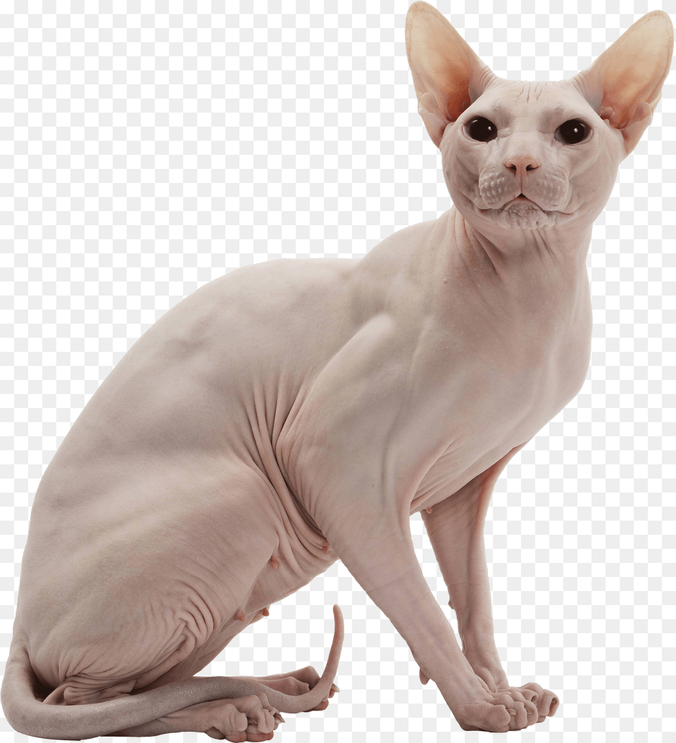 Cat Sphynx Cat No Background Free Png Download