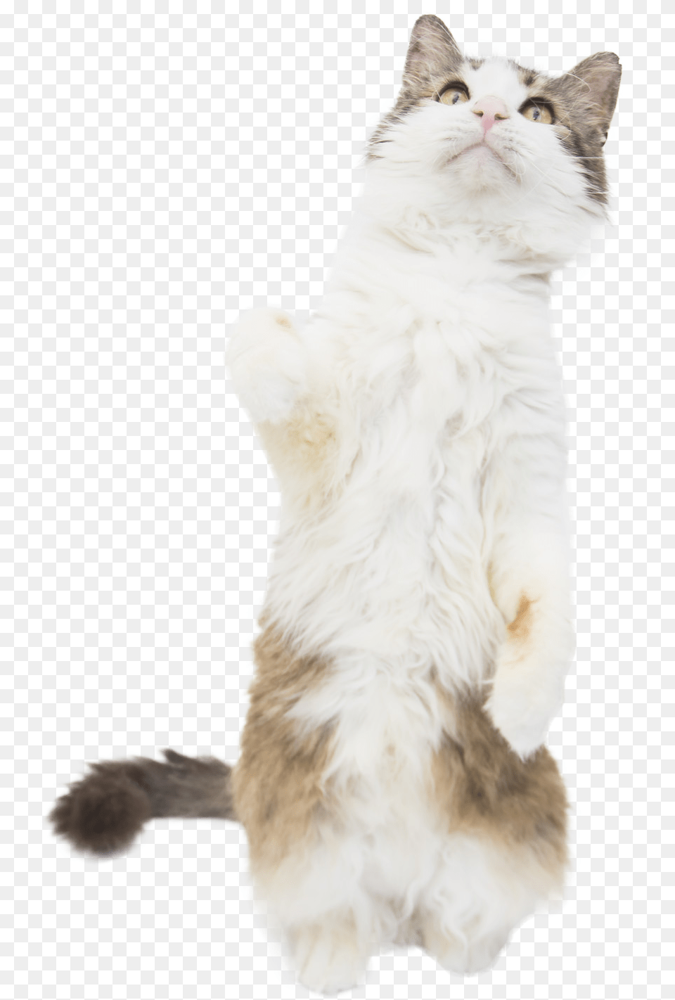 Cat Standing Cob Web Squitten, Angora, Animal, Mammal, Pet Png