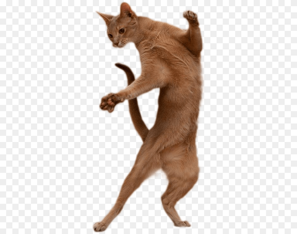 Cat Standing Up, Abyssinian, Animal, Mammal, Pet Free Png Download