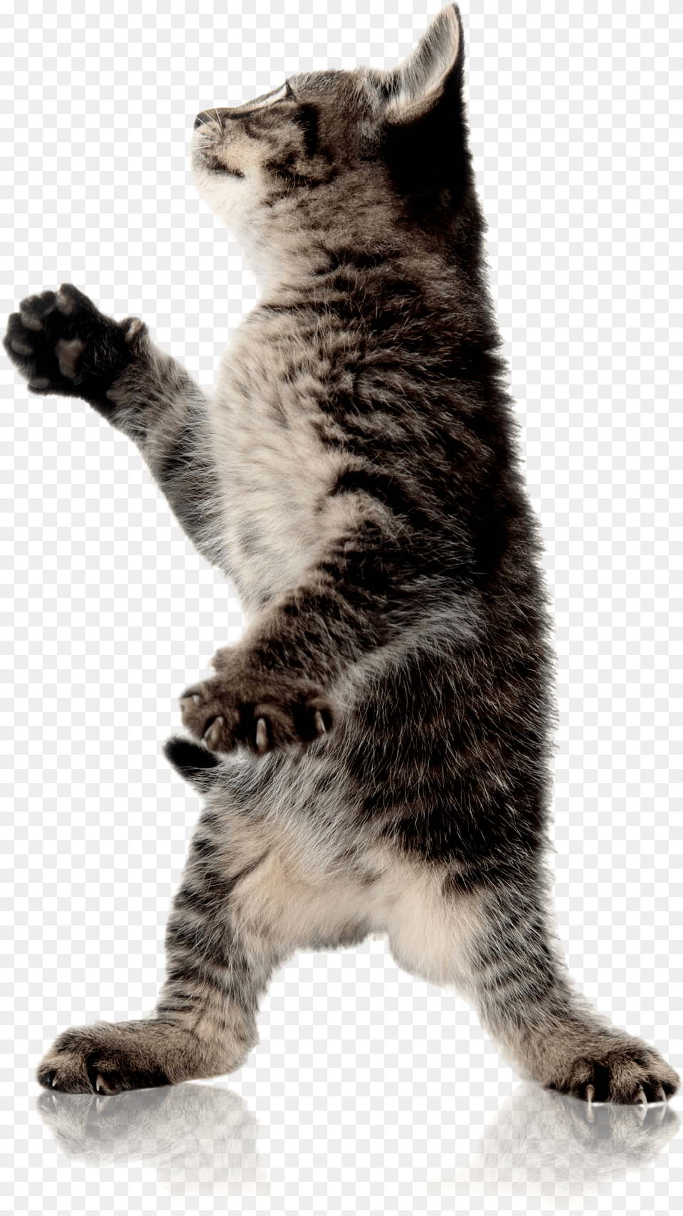 Cat Standing Up Background Cat Background, Animal, Mammal, Manx, Pet Png Image