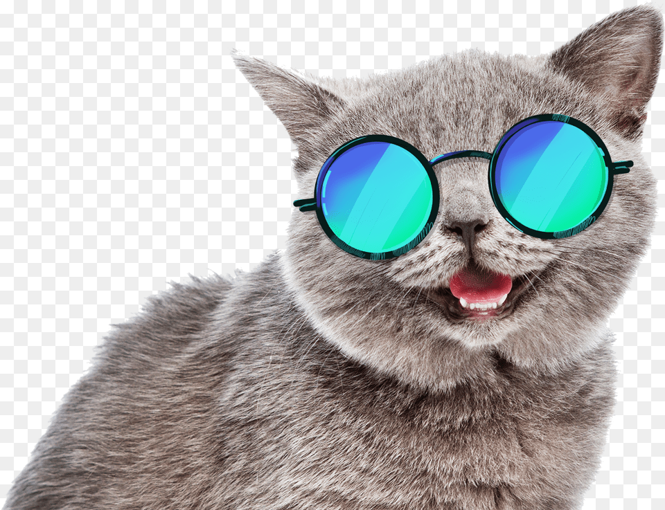 Cat Sticker Summer Cat Meme, Accessories, Glasses, Sunglasses, Animal Png Image