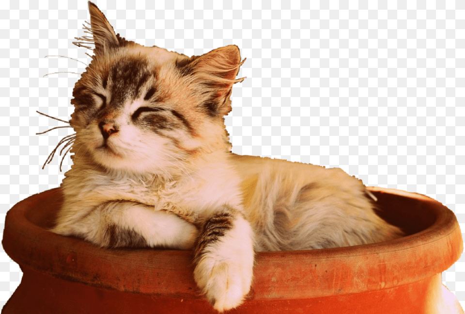 Cat Sun Sleep Cute Kitten Sleepingcat Cat Sleep Pictures, Animal, Mammal, Pet, Cookware Free Transparent Png