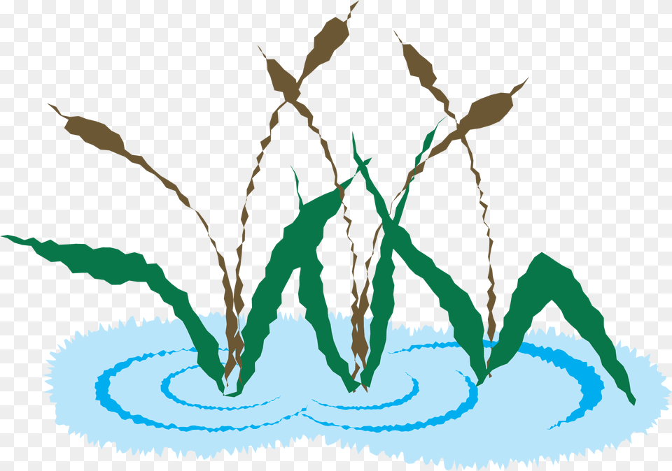 Cat Tail Cattail, Water, Grass, Plant, Person Free Png Download