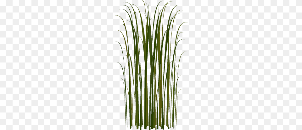 Cat Tail For Kids Cattail, Grass, Plant, Vegetation, Reed Free Png
