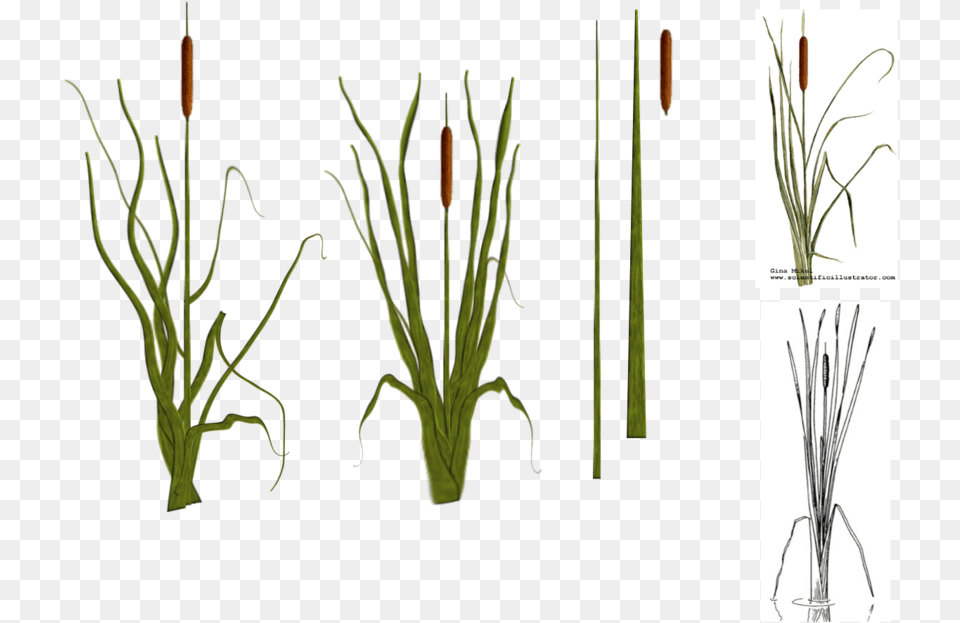 Cat Tail Plants By Tyke Cattail Plant, Grass, Reed, Agropyron, Vegetation Free Png Download