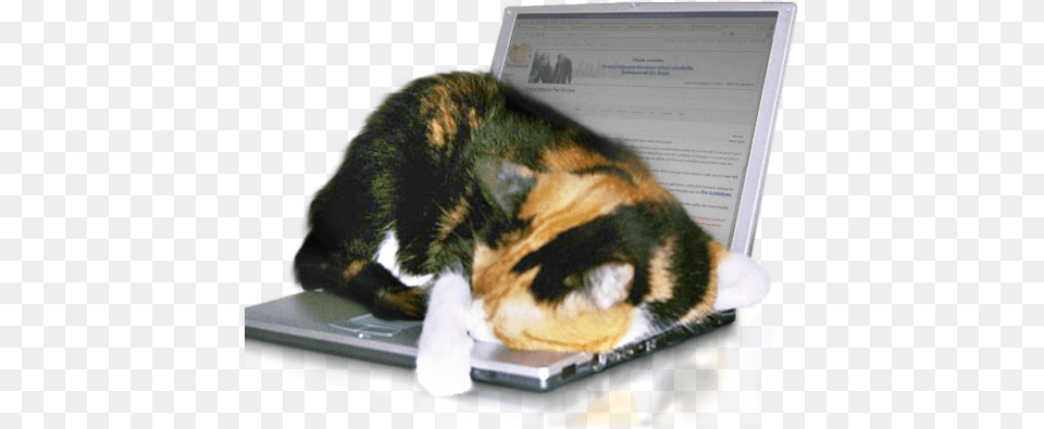 Cat The Colourful Cat Cat, Laptop, Computer, Electronics, Pc Free Transparent Png