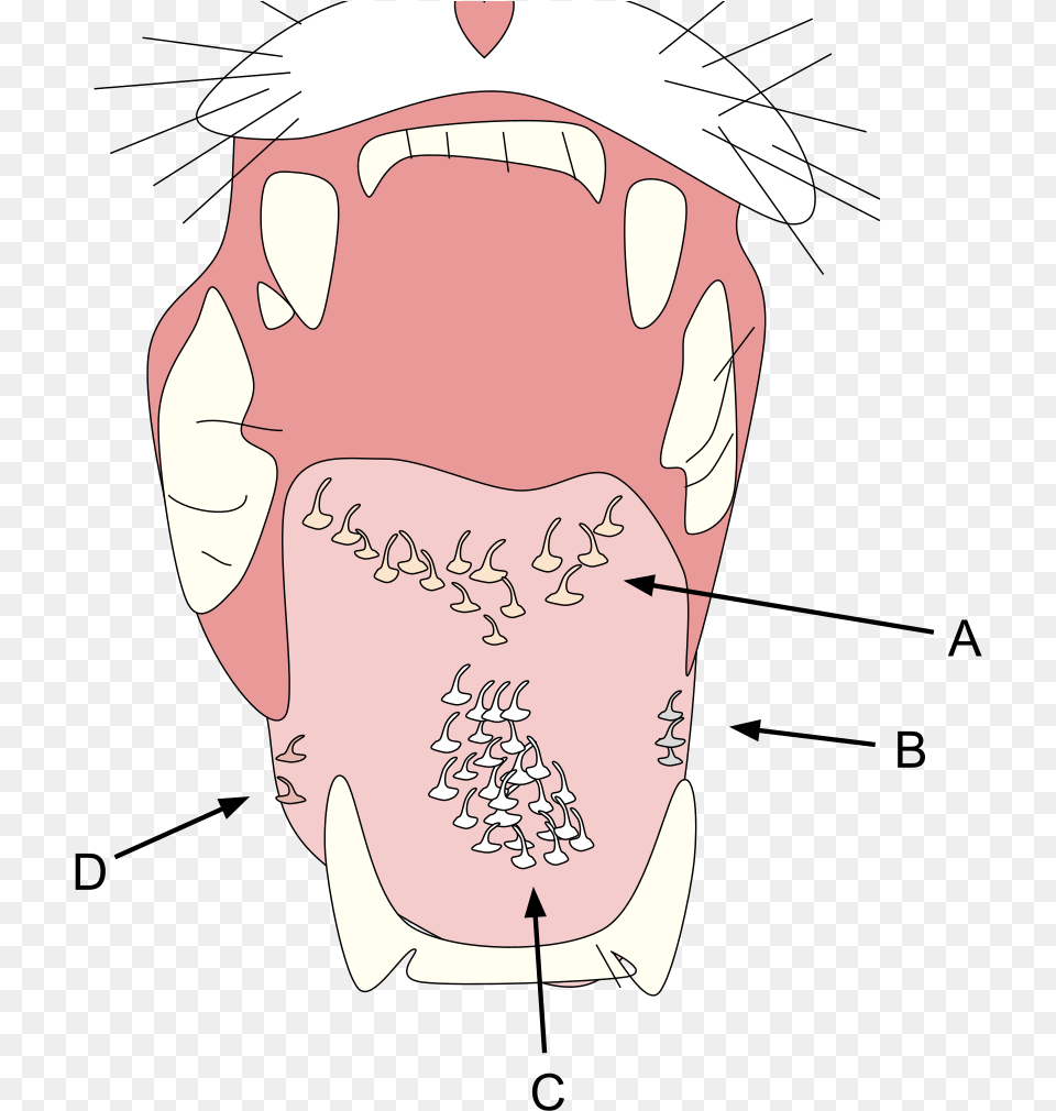 Cat Tongue Anatomy Of Cat Mouth, Body Part, Person, Baby, Teeth Free Png