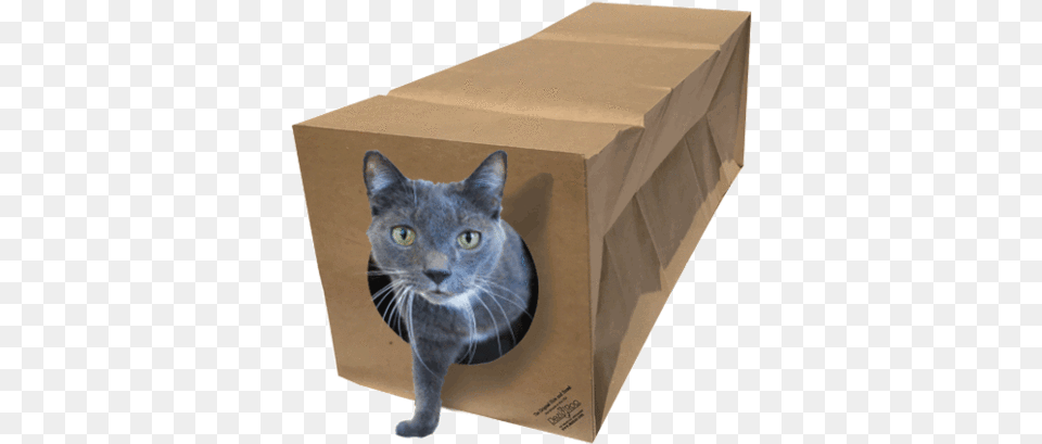 Cat Toy, Box, Cardboard, Carton, Animal Free Transparent Png