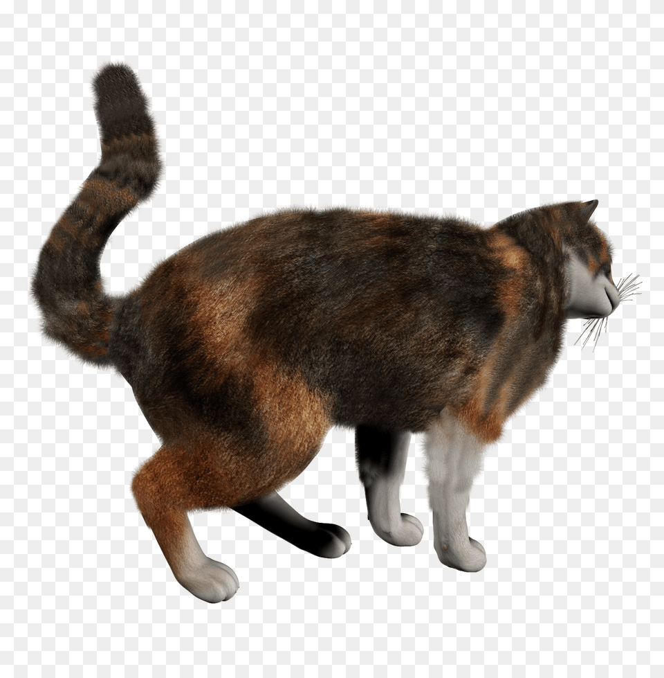 Cat Transparent Background, Animal, Mammal, Manx, Pet Png Image