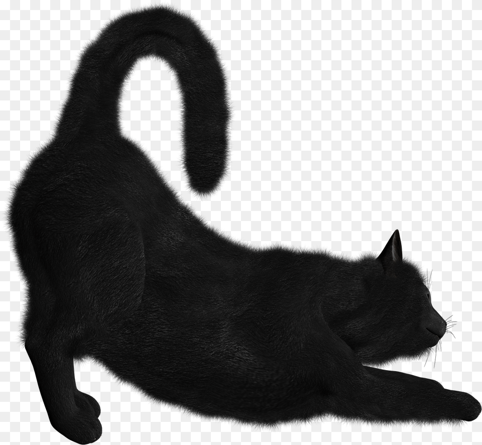 Cat Background Black Cat, Animal, Bear, Mammal, Wildlife Free Transparent Png