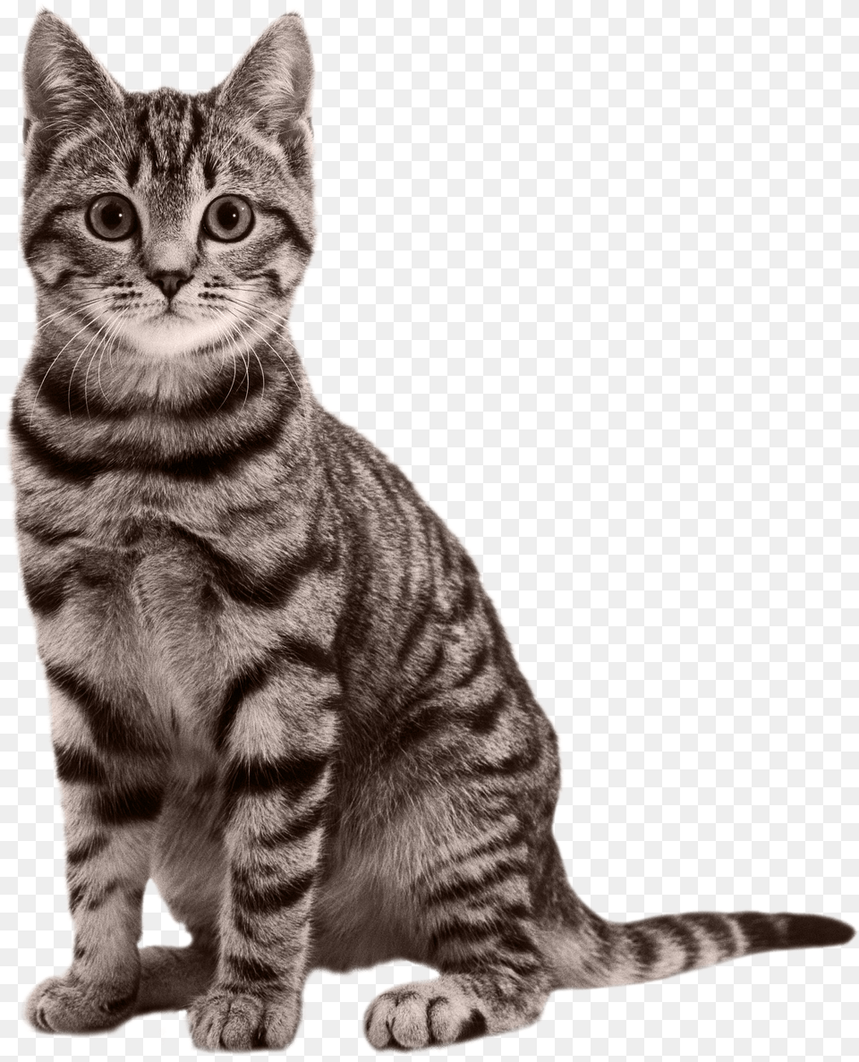 Cat Transparent Cat, Animal, Mammal, Manx, Pet Free Png Download