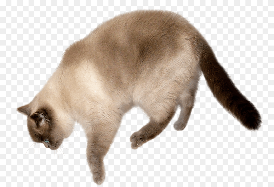 Cat Image Cat With Background, Animal, Mammal, Pet, Siamese Free Transparent Png