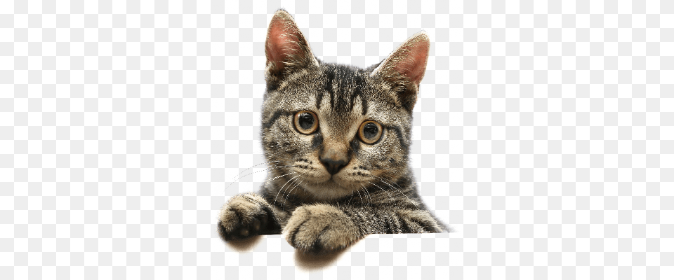 Cat Transparent Image Cute Cat Transparent Background, Abyssinian, Animal, Mammal, Pet Free Png Download