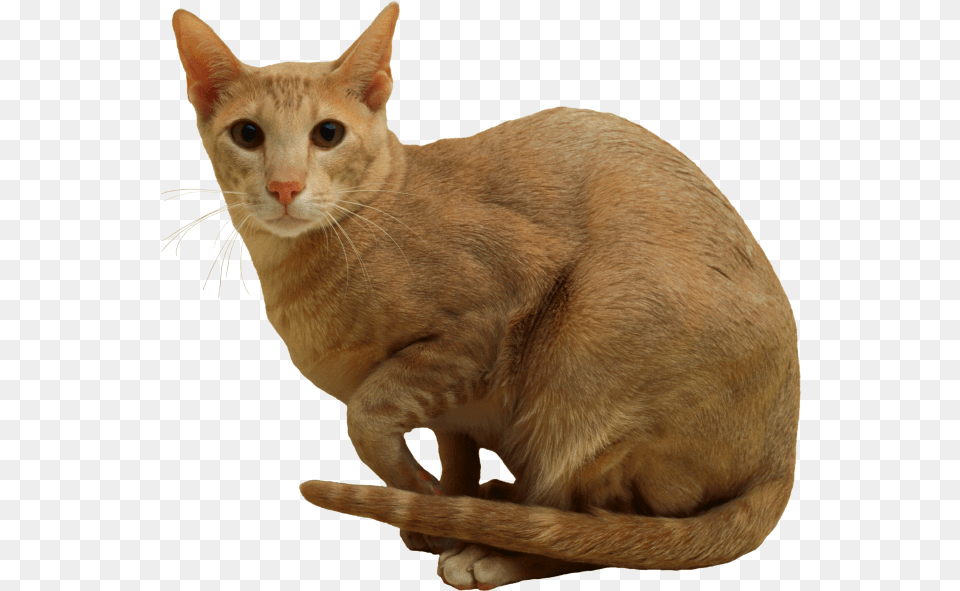 Cat Transparent Image For Free Download 15 Photo 4341 Cat, Abyssinian, Animal, Mammal, Pet Png