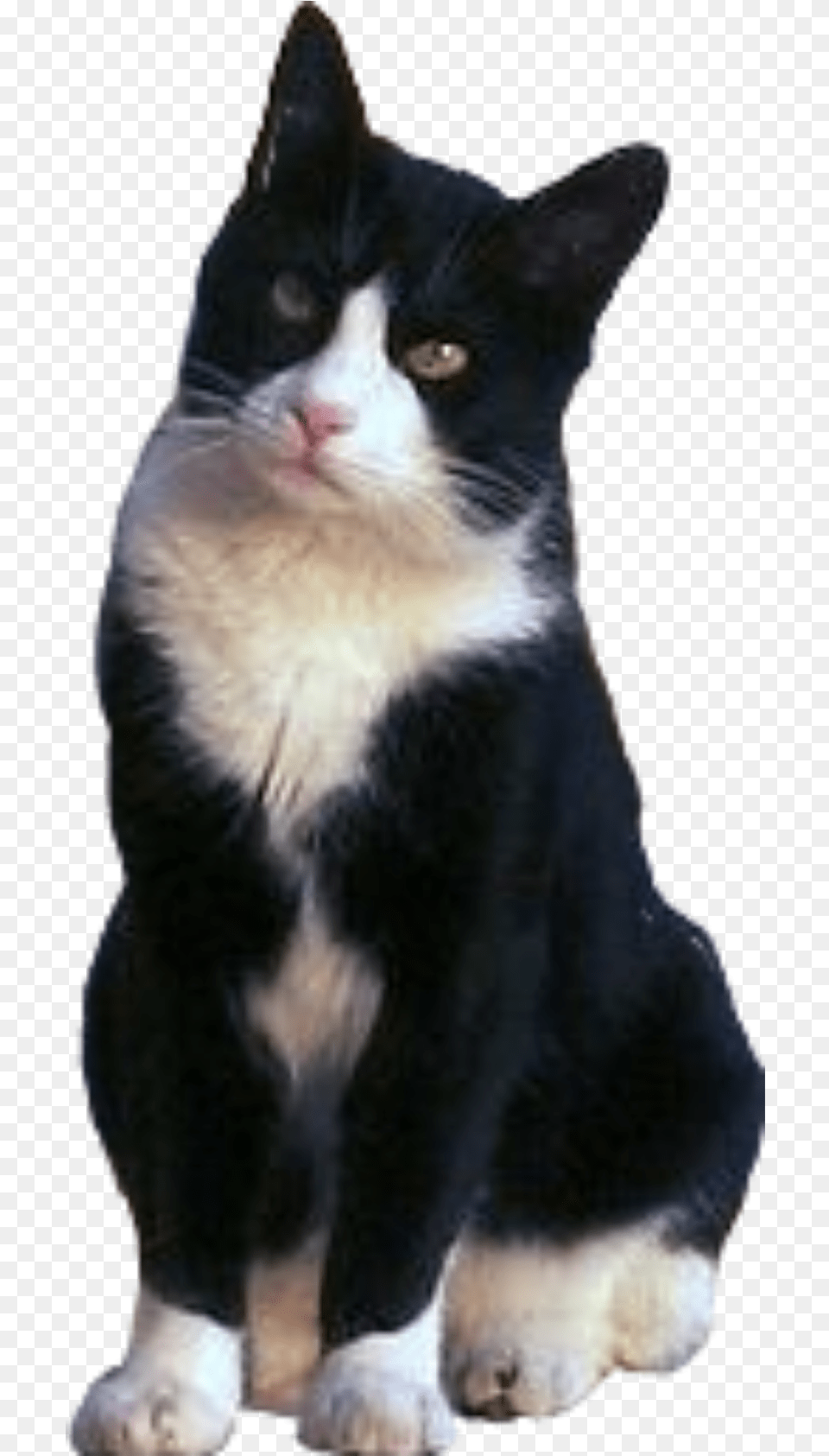 Cat Tuxedo Blackandwhite Sitting Freetoeditnot Tuxedo Cat, Animal, Mammal, Manx, Pet Png Image