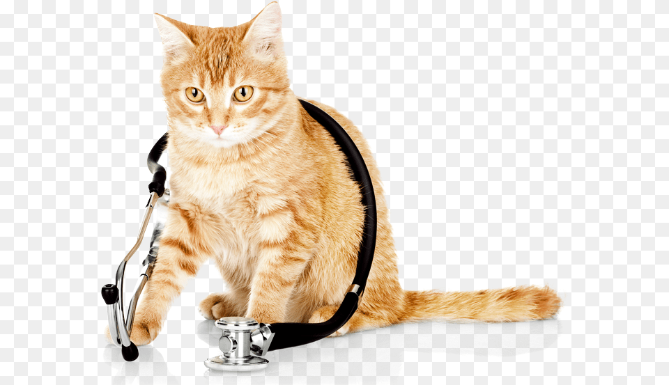 Cat Vet Transparent Cats Health, Animal, Mammal, Pet Png