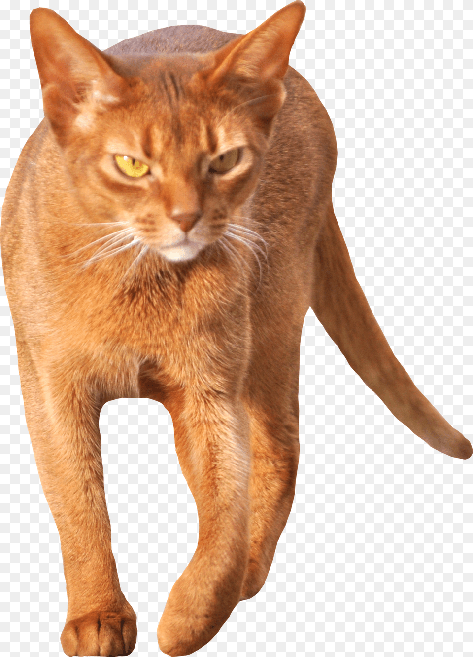 Cat Walking Front View, Abyssinian, Animal, Mammal, Pet Png Image