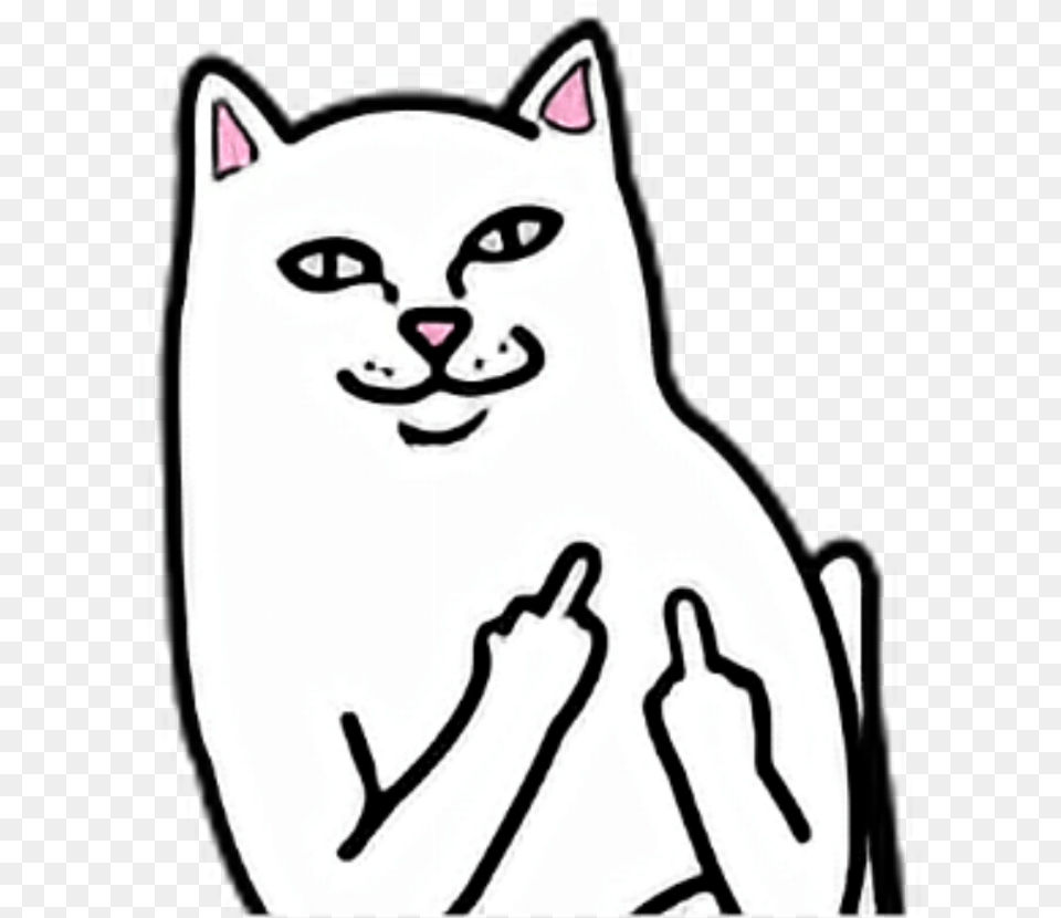 Cat White Fuck You Off Fuckyou Fuckoff Middle Finger Middle Finger Cat, Animal, Mammal, Pet, Canine Free Png Download