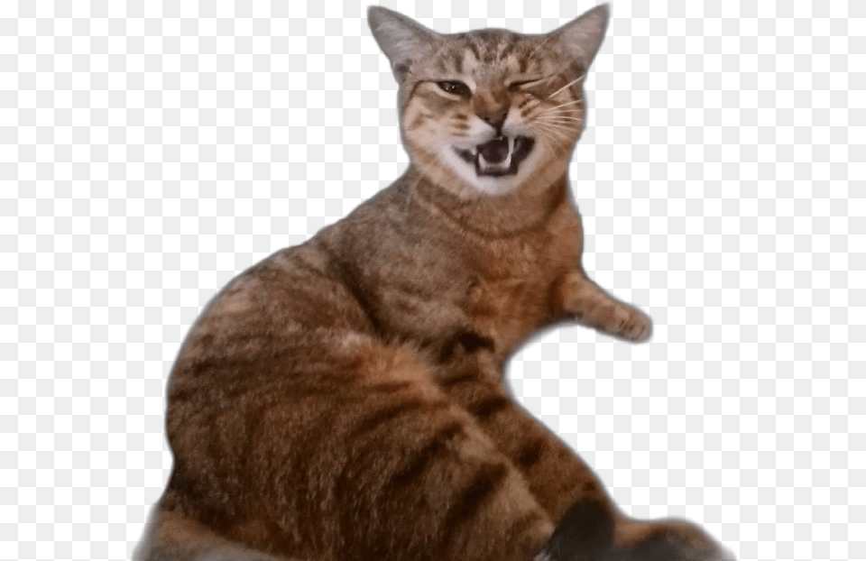 Cat Wink Cute Funny Kitty Meme Catsticker Cats Cat Yawns, Abyssinian, Animal, Mammal, Pet Free Transparent Png