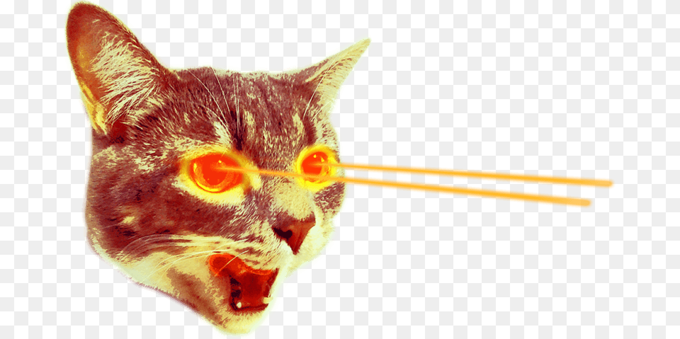 Cat With Laser Eyes, Animal, Mammal, Pet Free Transparent Png