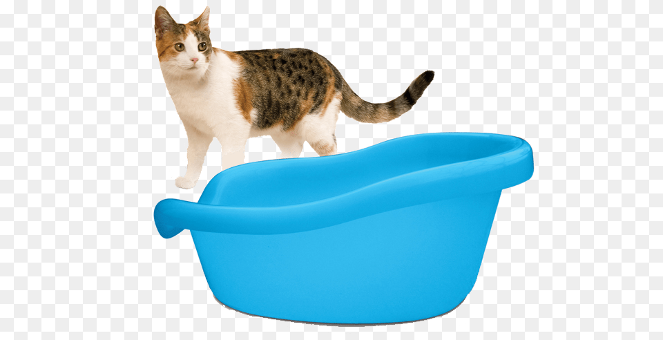 Cat With Litter Smartcat The Ultimate Litter Box Blue, Tub, Bathing, Bathtub, Person Png
