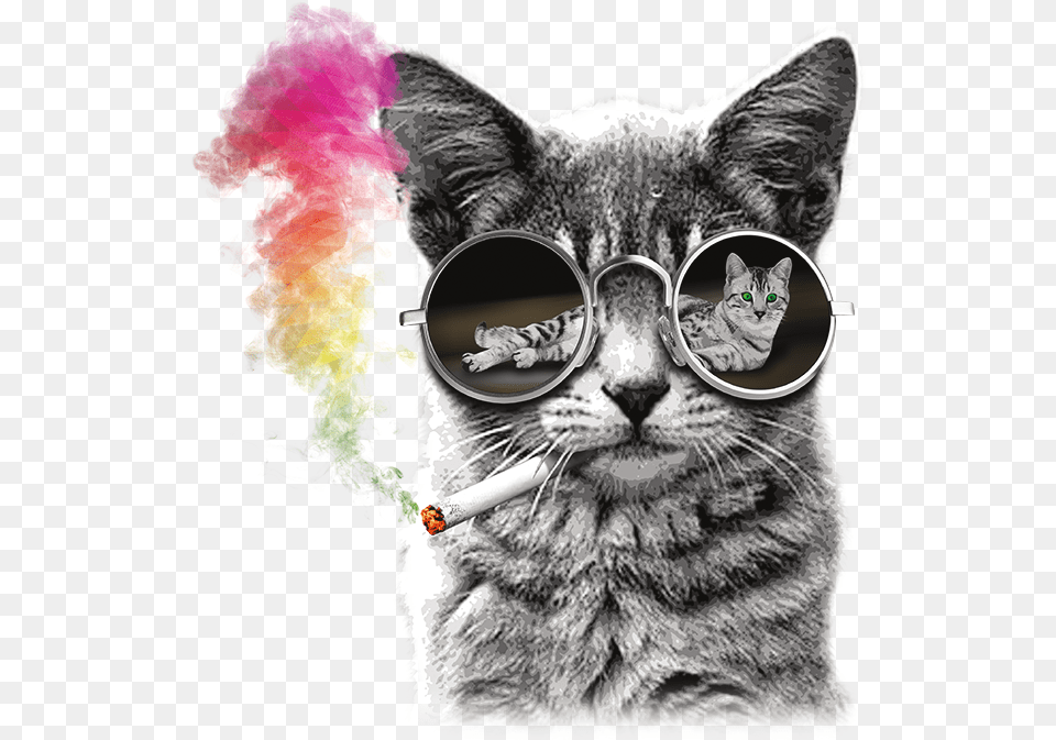 Cat With Rainbow Glasses, Accessories, Sunglasses, Person, Head Free Transparent Png