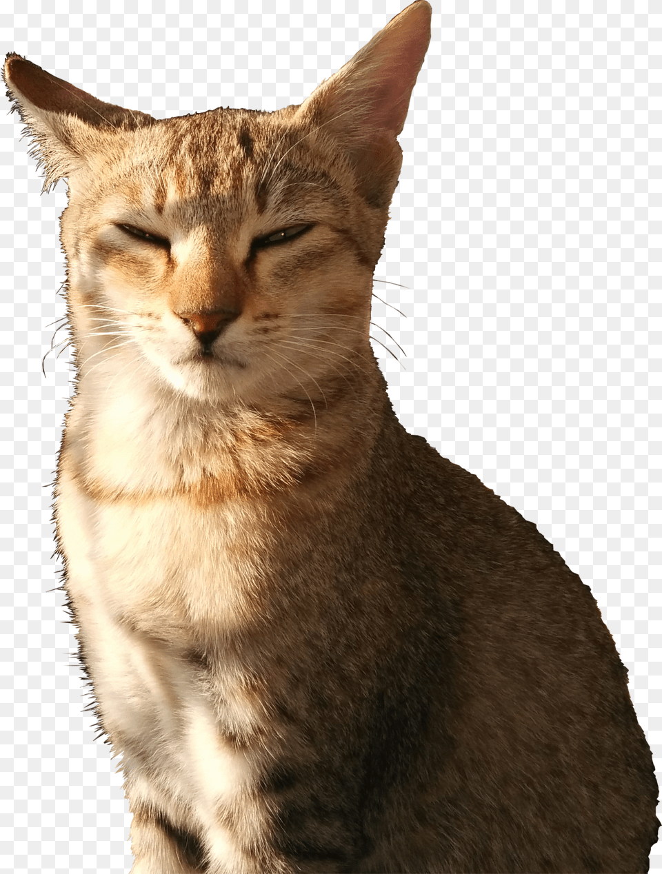 Cat With Squinty Eyes, Abyssinian, Animal, Mammal, Pet Png Image