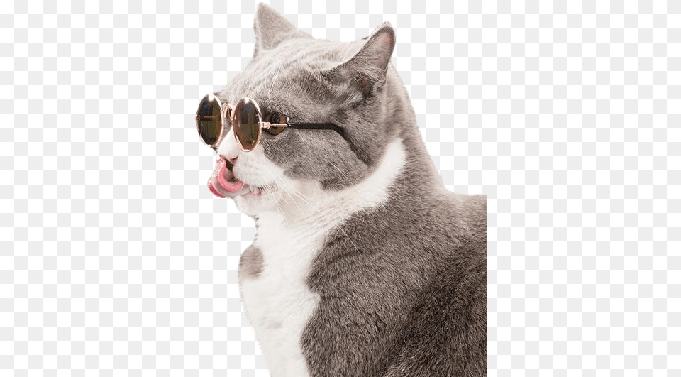 Cat With Sunglasses, Accessories, Person, Mouth, Body Part Free Transparent Png