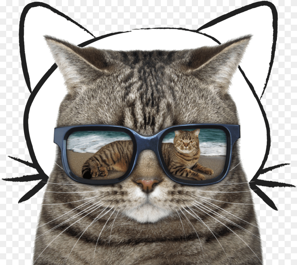 Cat With Sunglasses Royalty, Accessories, Glasses, Animal, Mammal Free Png
