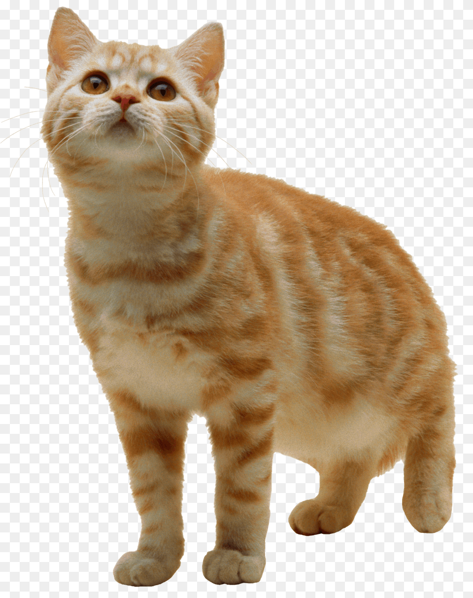 Cat With Transparent Background, Animal, Mammal, Manx, Pet Png