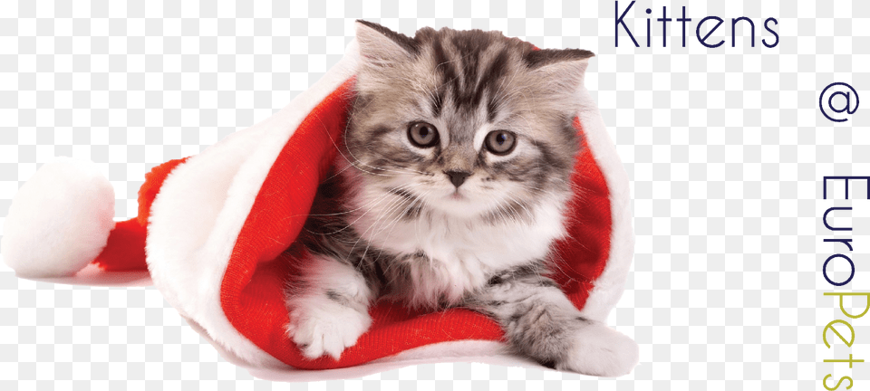 Cat With Xmas Cap Download Puppy And Kitten Christmas, Animal, Mammal, Pet, Manx Free Transparent Png
