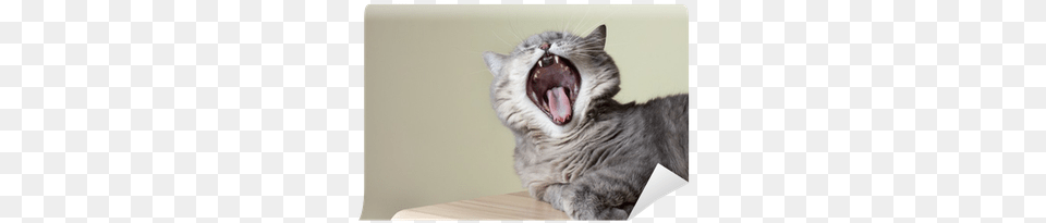 Cat Yawning With Mouth Wide Open And Shows Fangs Wall British Shorthair Teeth, Body Part, Person, Animal, Mammal Free Png