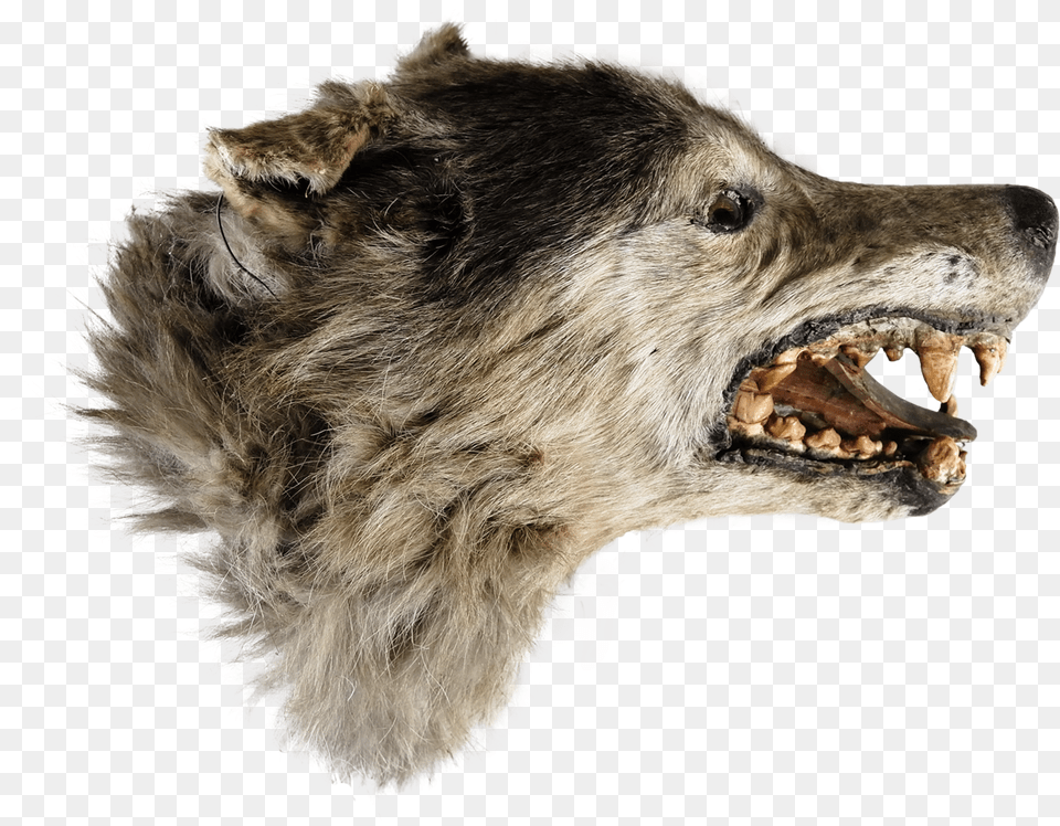 Cat Yawns, Animal, Canine, Dog, Mammal Png Image