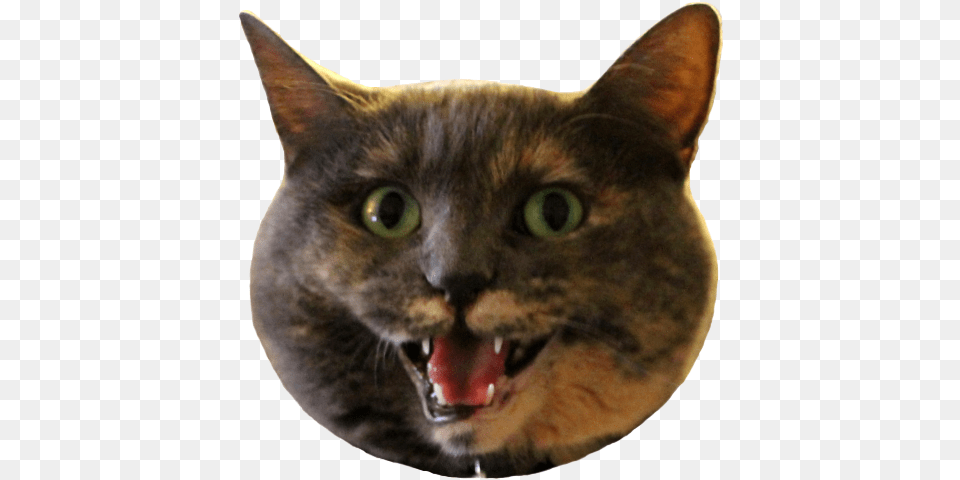 Cat Yawns, Animal, Mammal, Pet, Body Part Png