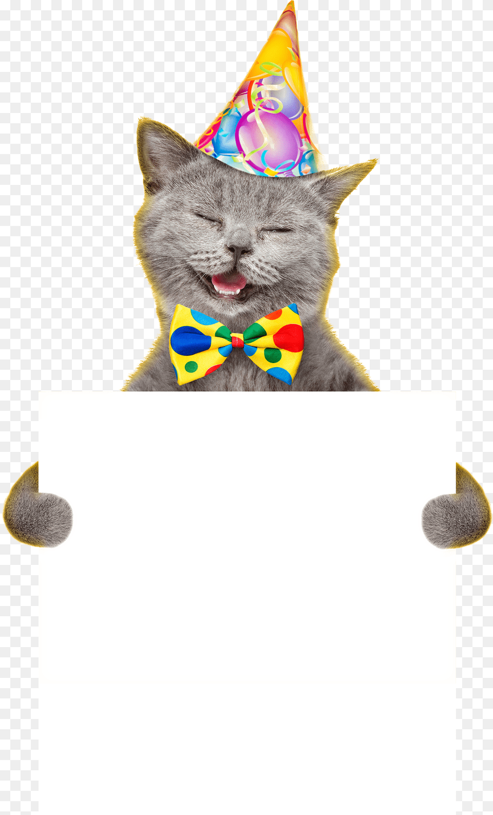 Cat Yawns, Hat, Party Hat, Clothing, Pet Free Png