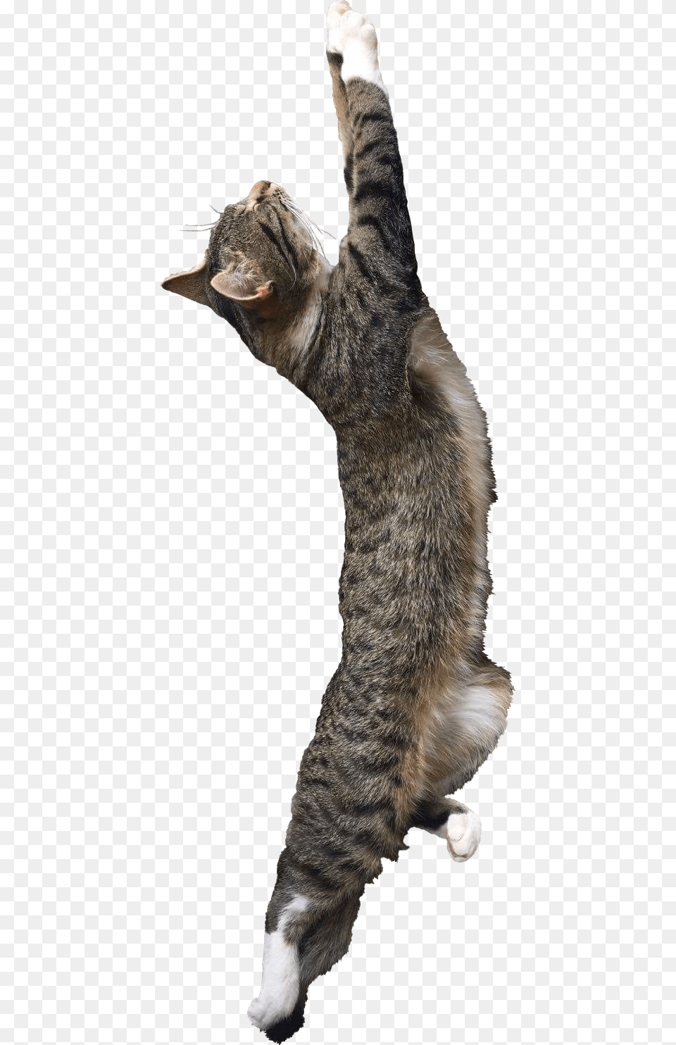 Cat Yawns, Couch, Furniture, Abyssinian, Animal Free Transparent Png