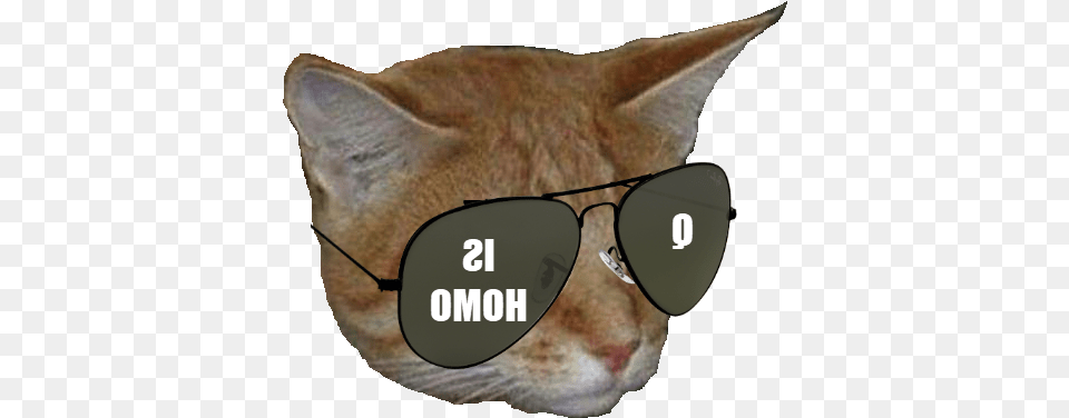 Cat Yawns, Accessories, Glasses, Sunglasses, Animal Free Png