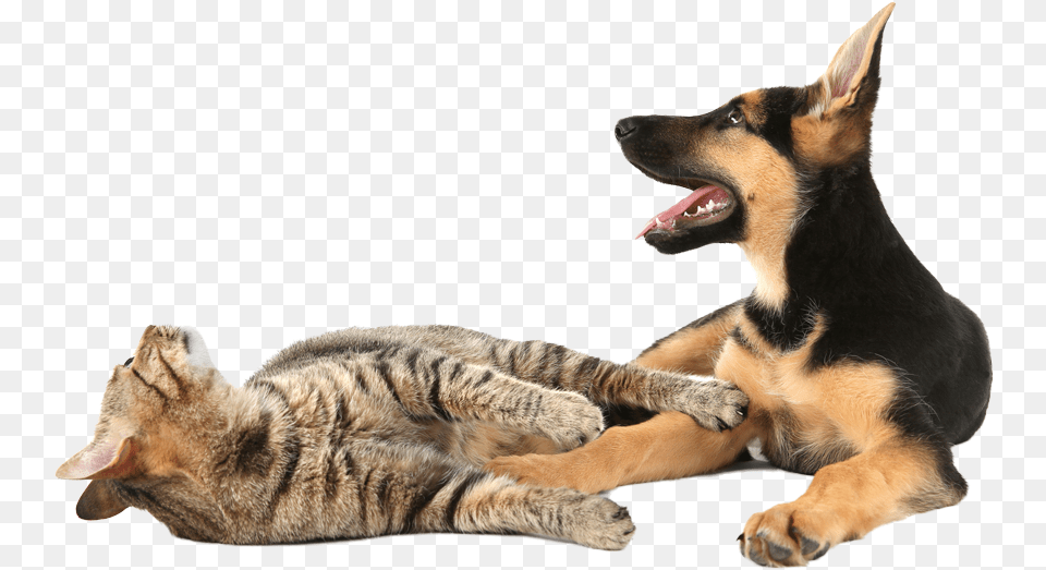 Cat Yawns, Animal, Canine, Dog, German Shepherd Free Png Download